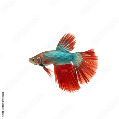 Colorful Fish Swimming in Clear Water With Fins Spread Wide