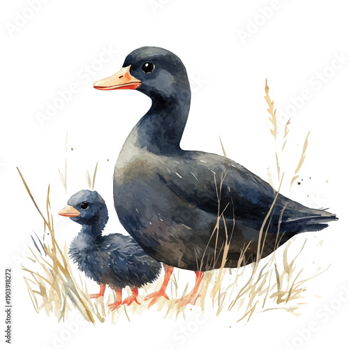 A Mother Coot With Her Kid, beautiful watercolor illustration with vivid colors and detailed vector style, isolated on a white background.