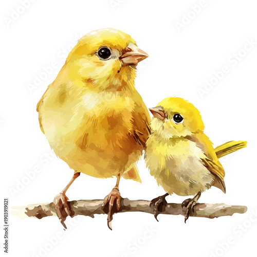 watercolor graphic of A Mother Canary With Her Kid, isolated on a white background.