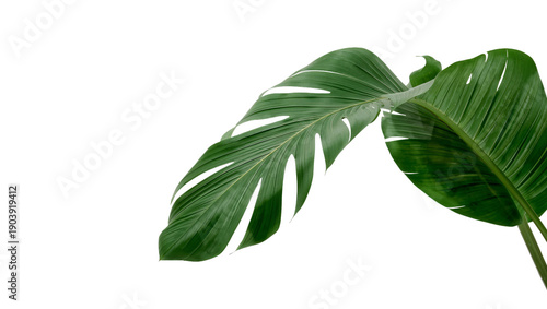 Large Green Monstera Leaf Lying Flat in Natural Light on White Background
