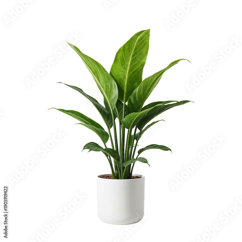 Indoor Plant Sitting in White Pot With Green Leaves in Bright Room
