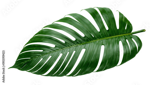 Large Green Monstera Leaf Lying Flat in Natural Light on White Background