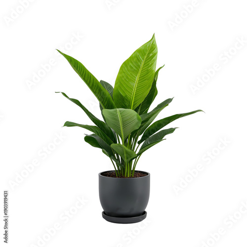 Large Green Monstera Leaf Lying Flat in Natural Light on White Background