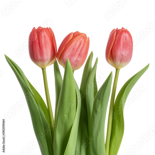 Three Pink Tulips Standing Upright With Green Leaves in a Simple Arrangement