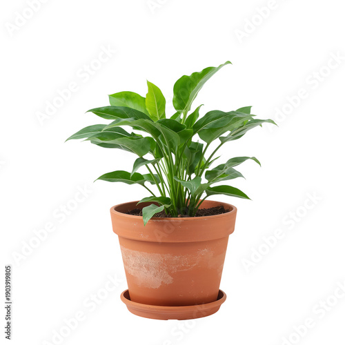 Indoor Plant in Clay Pot With Soil and Green Leaves on a White Background