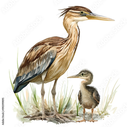A Mother Bittern With Her Kid, charming watercolor vector with soft tones and graceful design, isolated on a white background.