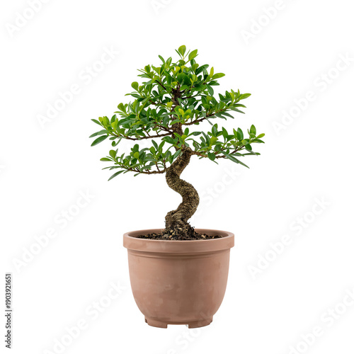 Bonsai Tree With Twisted Trunk in a Simple Brown Pot on a White Background