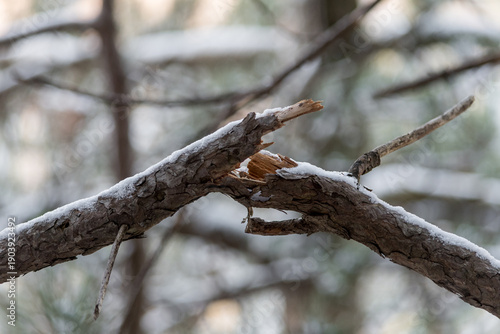 Close up of a broken tree branch covered in fresh white snow in a winter forest. Detailed texture of splintered wood and bark after a snowstorm. Natural winter damage in a quiet woodland.