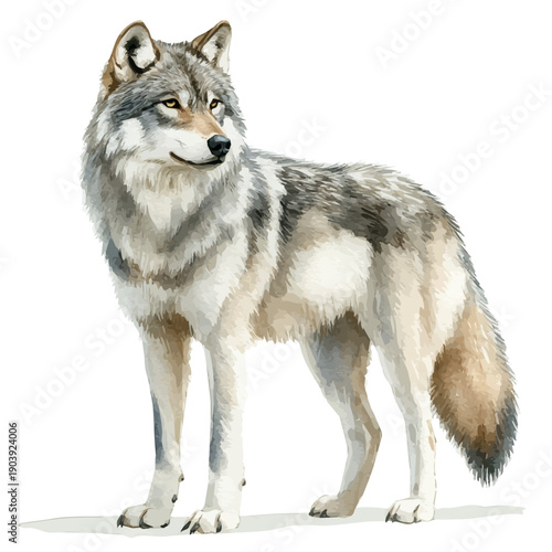 watercolor graphic of Wolf illustration, isolated on a white background.
