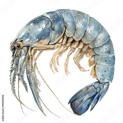 Shrimp, soft and charming watercolor, isolated on a white background, delicate and elegant style.