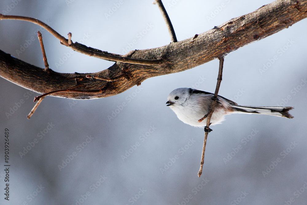 Fototapeta premium シマエナガ