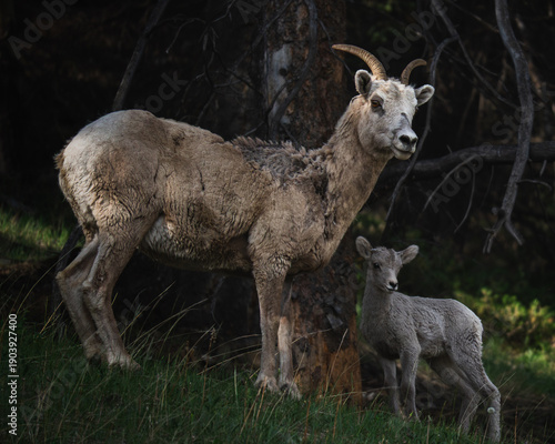 Big Horn Sheep Mom and Cub