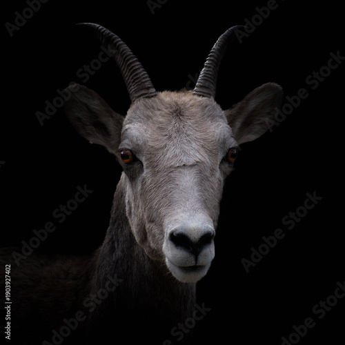 Portrait of a Big Horn Sheep