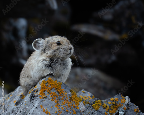 Pika Mouse in Alberta
