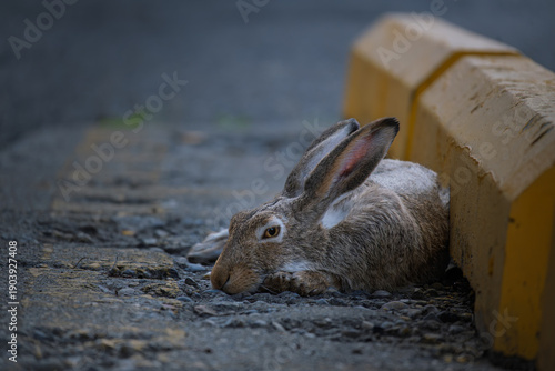 Snowshoe Hare in the City