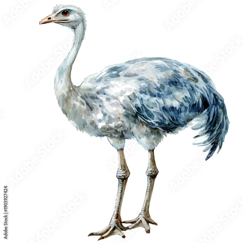 Ostrich, vibrant watercolor vector, isolated on a white background, high quality and detailed design.
