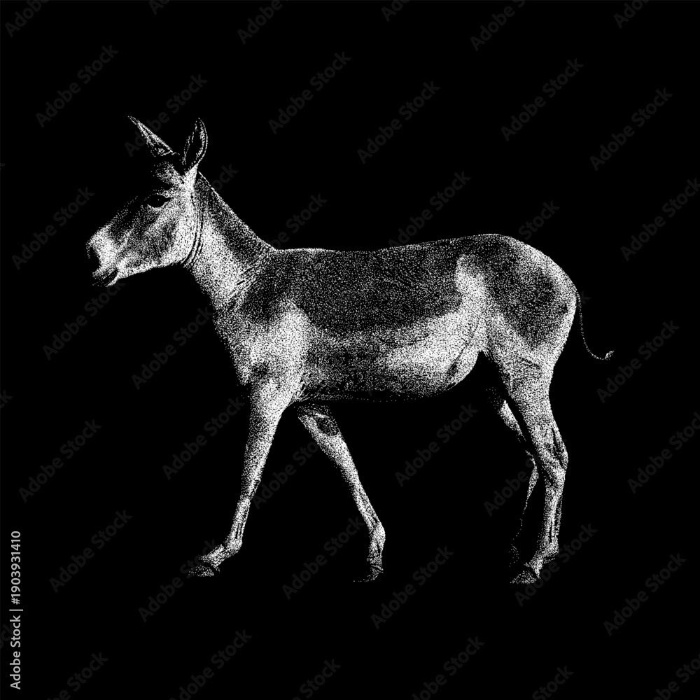 Obraz premium Hand-drawn vector illustration of an onager (Asiatic wild ass) in side view, rendered in detailed black and white engraving style. Isolated on black background.