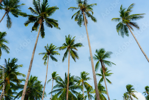 Wallpaper Mural Low angle view of palm trees on the background of blue sky  Torontodigital.ca