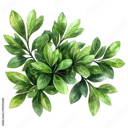 Artemisia Branch, watercolor painting capturing graceful lines and soft blended shades, isolated on a white background.