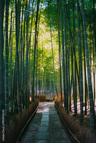 Sunlit bamboo forest in Japan 