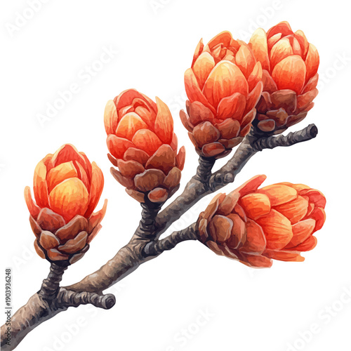 Arctotis Branch, watercolor artwork with bold brush accents and dynamic composition, isolated on a white background.