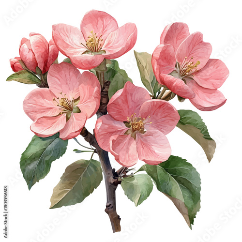 Apple Blossom Branch, watercolor painting capturing graceful lines and soft blended shades, isolated on a white background.