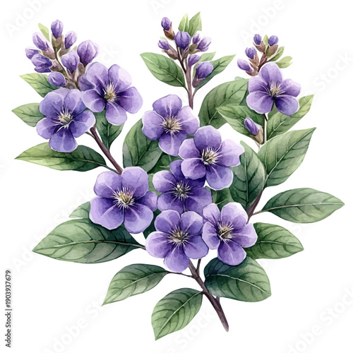 Angelonia Branch, watercolor painting capturing graceful lines and soft blended shades, isolated on a white background.