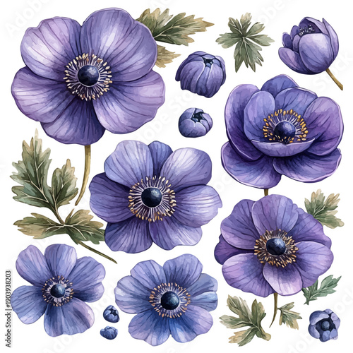 Anemone Branch, watercolor vector portraying a joyful pose with colorful highlights, isolated on a white background.