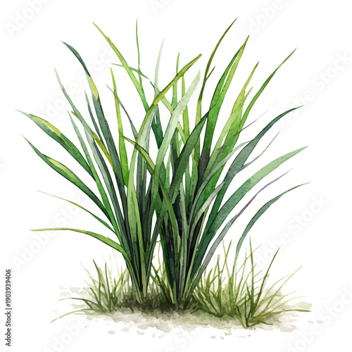 Vetiver High Quality, watercolor illustration featuring soft shadows and luminous, isolated on a white background.