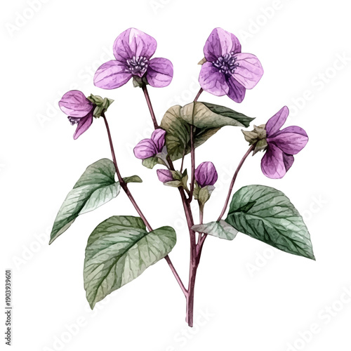 Velvet Plant High Quality, watercolor illustration featuring soft shadows and luminous, isolated on a white background.