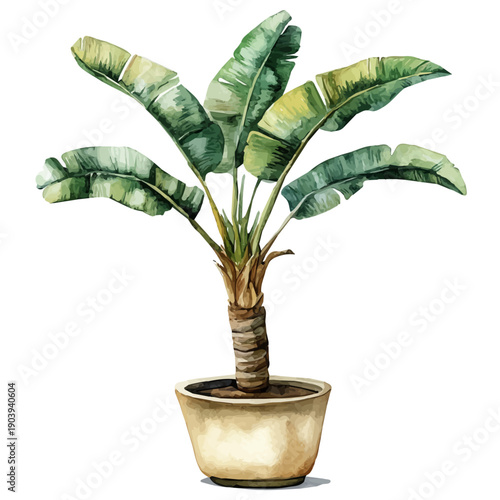 Travelers Palm Bonsai, watercolor illustration featuring soft shadows and luminous, isolated on a white background.