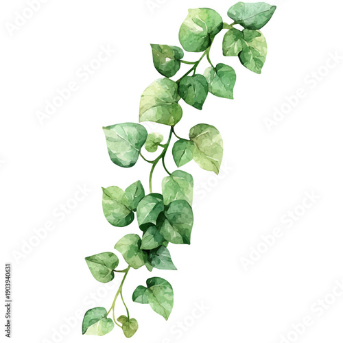 Trailing Jade High Quality, watercolor vector depicting playful antics, isolated on a white background.