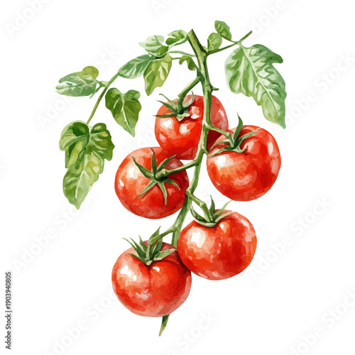 Tomato Vine High Quality, watercolor vector depicting playful antics, isolated on a white background.