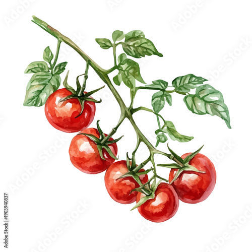 Tomato Vine High Quality, watercolor illustration featuring soft shadows and luminous, isolated on a white background.