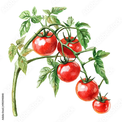 watercolor of Tomato Vine High Quality painting, isolated on a white background.