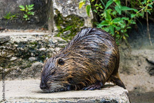 Valokuva Myocastor coypus eating on shore of river Vltava in Prague, Czech republic