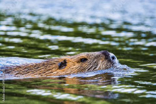 Photos Myocastor coypus swimming in river Vltava in Prague, Czech republic