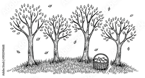 Hand drawn illustration of an apple orchard depicting autumn harvest for a fall season theme
