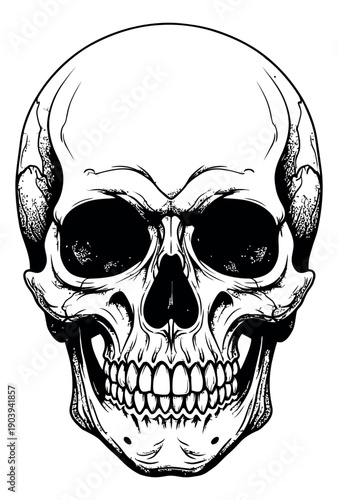 Hand drawn line art illustration of a human skull depicting a detailed and anatomical structure for halloween, medical, or gothic themes
