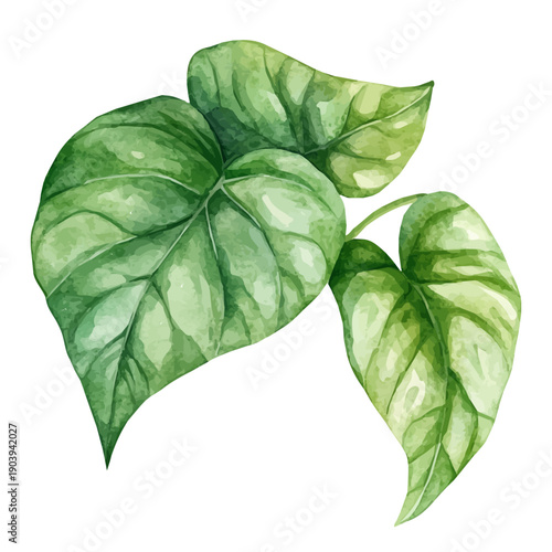 Syngonium High Quality, watercolor illustration featuring soft shadows and luminous, isolated on a white background.