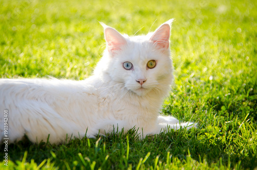 White long hair cat with different eye color - blue and orange - lying on green grass
