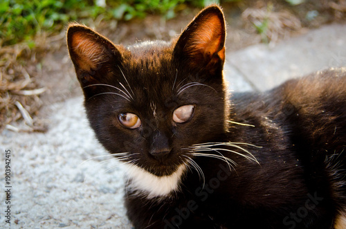 Black kitty with white neck with eye infection heading to blindness