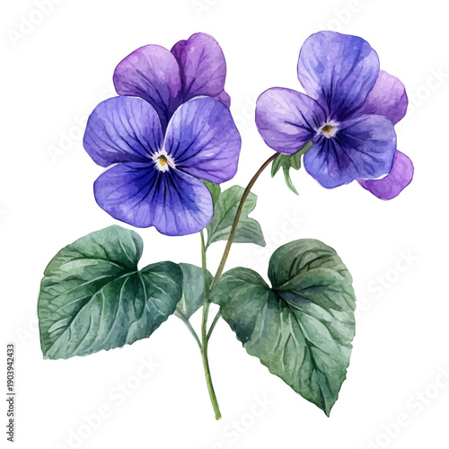 watercolor of Sweet Violet High Quality painting, isolated on a white background.