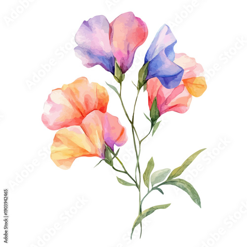Sweet Pea Flower High Quality, watercolor illustration featuring soft shadows and luminous, isolated on a white background.