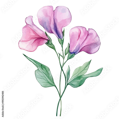 Sweet Pea Flower High Quality, watercolor painting with colorful accents, isolated on a white background.