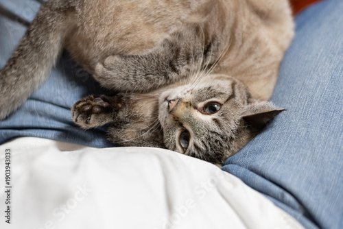 Photos 飼い主の膝の上でくつろぐ可愛い猫　シャムトラ猫
