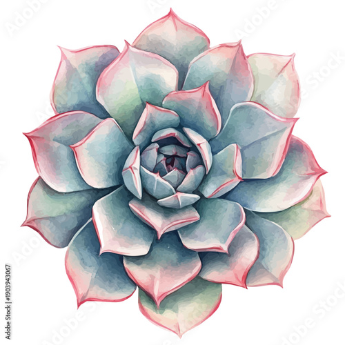 Succulent Rosette High Quality, watercolor artwork with intricate patterns and vibrant, isolated on a white background.
