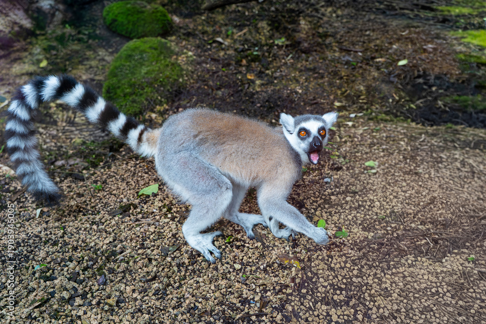 Fototapeta premium Mauritius, Rivière-des-Anguilles, La Vanille Nature Park - 16 April 2022 - View of a surprised Ring-tailed lemur immersed in nature