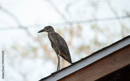 Yellow Crowned Night Heron