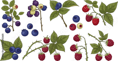 Flat Vector Illustration of Fresh Forest Berries with Blueberries and Raspberries on White Background